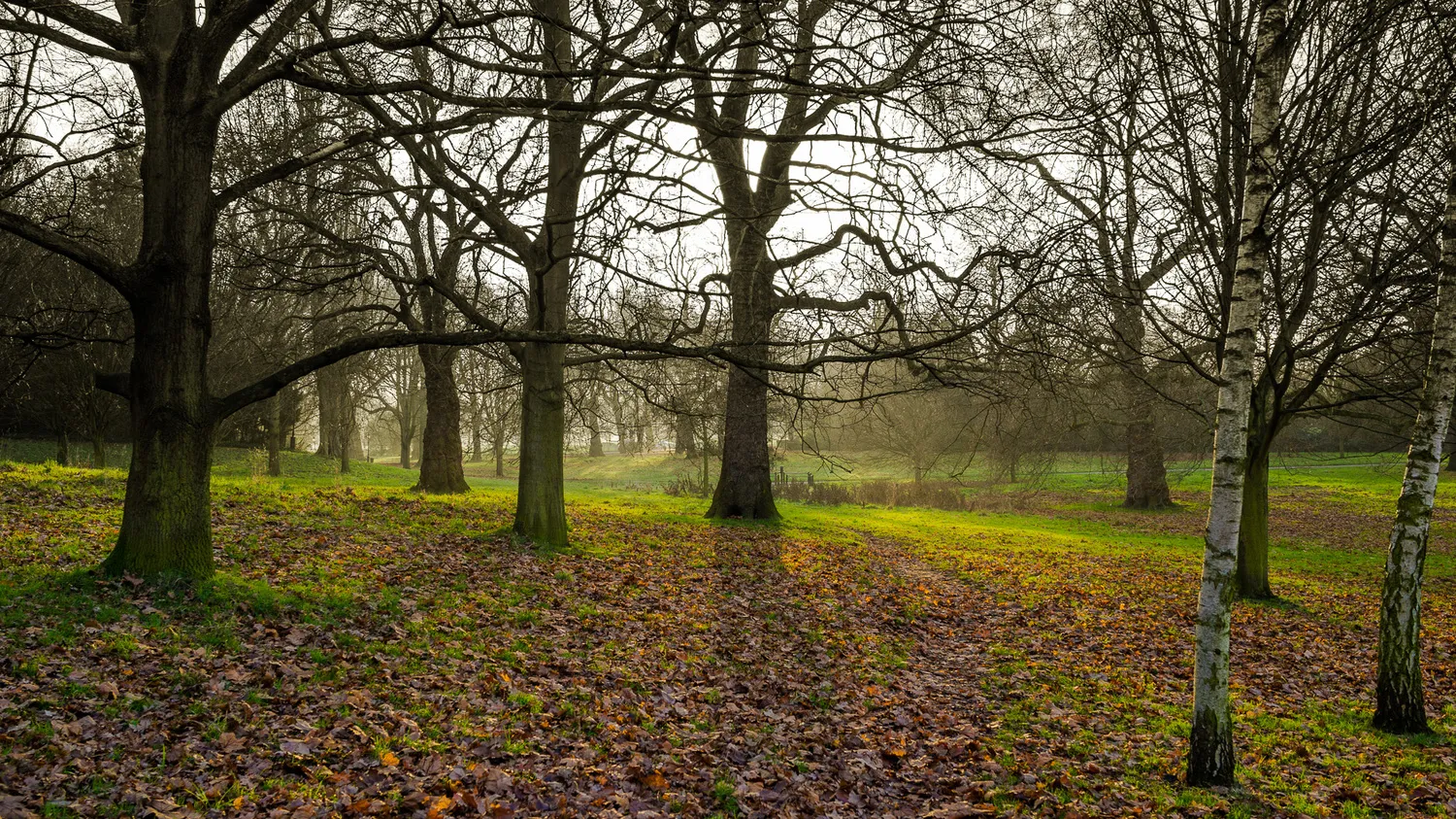 Trees in London’s Hyde Park