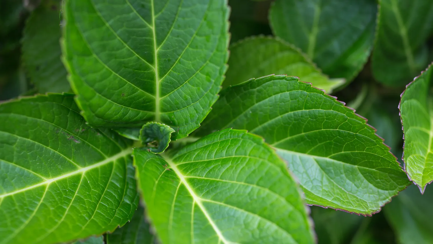 Leaves on a plant near Ti Point, New Zealand