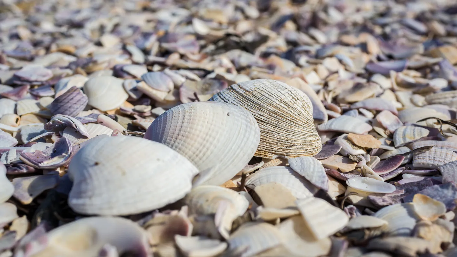 Shells on Shakespeare Beach, New Zealand